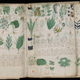 Illustration for article titled Have we found the key to the mysterious Voynich Manuscript code?